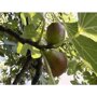 Ficus carcia (op stam)